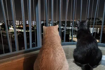 anjing, kucing, terjatuhm Nparks