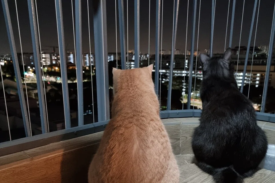 anjing, kucing, terjatuhm Nparks