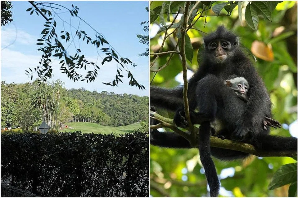 USAHA PULIHARA ALAM DAN HIDUPAN LIAR: Sebahagian tapak kerja A1SW1 Laluan Cross Island MRT (CRL) akan dialihkan ke dalam Singapore Island Country Club (SICC) dan terletak kira-kira 150 meter dari sebuah hubungan kanopi pokok di atas Island Club Road, agar monyet spesis asli Raffles Banded Langurs yang berkeliaran di kawasan itu tidak terancam. - Foto LIANHE ZAOBAO, SABRINA JABBAR
