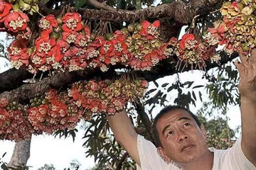 LUAR BIASA: Encik Chang mendapati musim durian berbunga kali ini menakjubkan. - Foto THE STAR