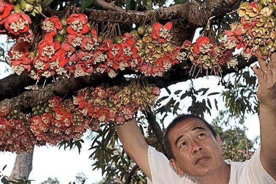 LUAR BIASA: Encik Chang mendapati musim durian berbunga kali ini menakjubkan. - Foto THE STAR