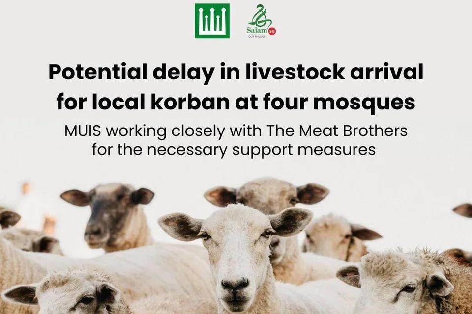 Empat buah masjid, Masjid Al-Firdaus, Masjid Petempatan Melayu Sembawang, Masjid Pusara Aman, dan sebahagian daripada bekalan kambing biri-biri di Masjid Jamae Chulia, berpotensi terjejas dek kelewatan pada haiwan korban.
