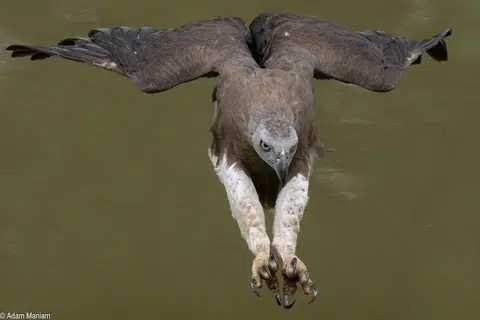 Gambar seekor burung helang yang dipetik Encik Adam Maniam.