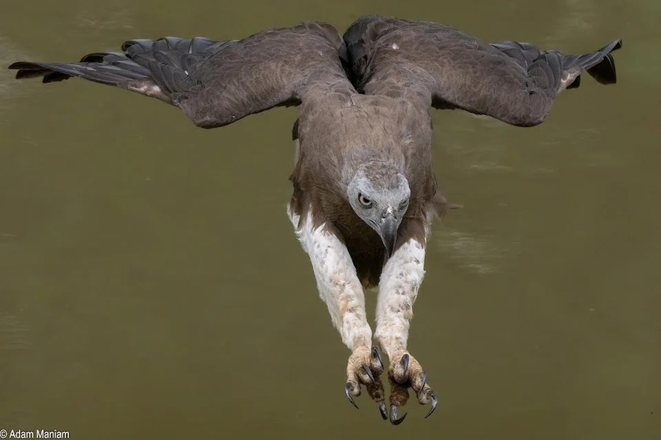 Gambar seekor burung helang yang dipetik Encik Adam Maniam.