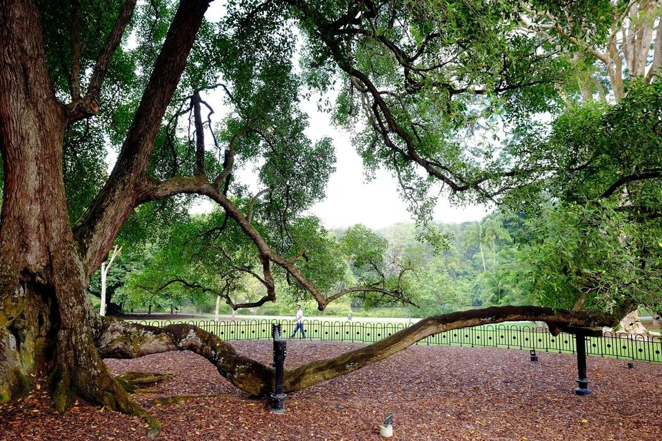Pokok ikonik yang dipaparkan pada wang kertas $5 Singapura dilukis oleh Eng Siak Loy, penerima Anugerah Rekaan Presiden dan mantan Ketua Grafik dan Seni di Lembaga Taman Negara (NParks).
