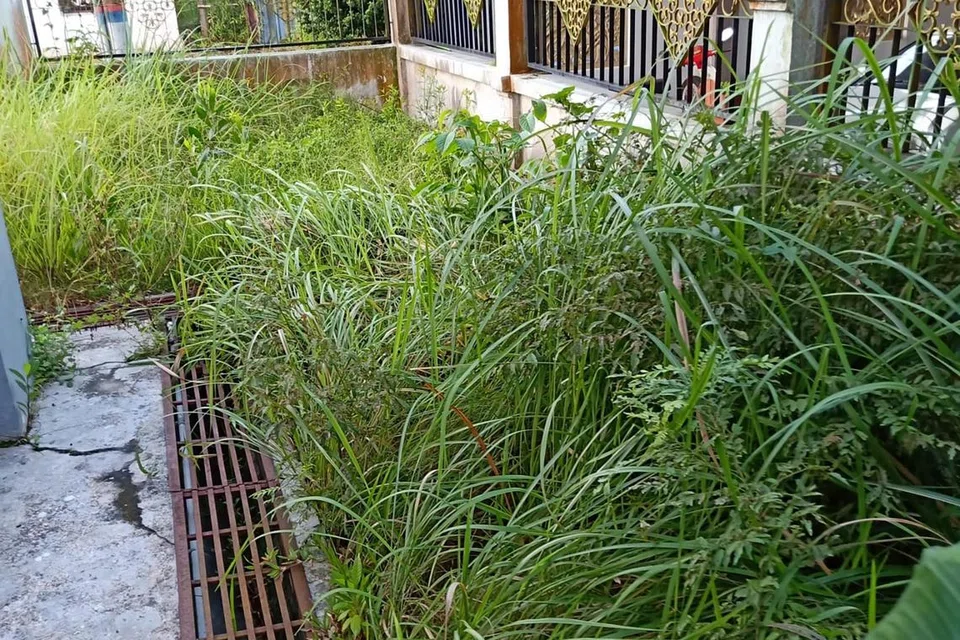 JADI SEMAK: Kebun di luar rumah Cik Kamisah dan Encik Saini menjadi semak-samun yang dihuni haiwan seperti ular, musang dan burung, serta kerap didatangi monyet apabila rumah itu terbengkalai selama lebih dua tahun.
