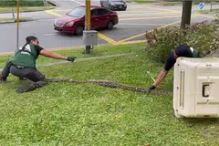 Dua pegawai NParks dilihat sedang menahan seekor ular sawa di atas rumput berhampiran Paya Lebar Square. 