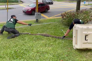 Dua pegawai NParks dilihat sedang menahan seekor ular sawa di atas rumput berhampiran Paya Lebar Square. 