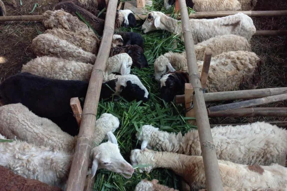 Kambing-kambing di salah sebuah kandang di Bandung, Indonesia, pada korban tahun 2023 yang dijaga dengan rapi bagi tujuan ibadah. 