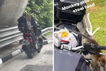 JADI SASARAN: Seekor monyet membongkar kotak motosikal ketika pasangan Cik Khansa Khairunnisa dan Encik Mohammad Danial Habibie sedang berteduh di bawah jambatan di BKE pada Ogos lalu (kiri) dan satu lagi kejadian motosikal itu diserang monyet ketika Encik Danial mengendali tempahan Grabfood (kanan).
