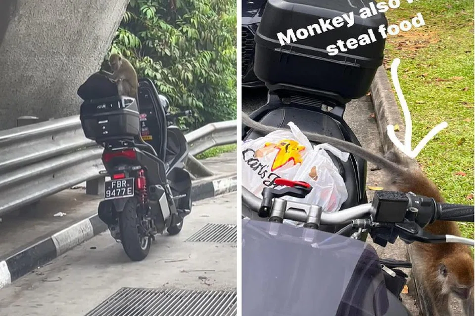 JADI SASARAN: Seekor monyet membongkar kotak motosikal ketika pasangan Cik Khansa Khairunnisa dan Encik Mohammad Danial Habibie sedang berteduh di bawah jambatan di BKE pada Ogos lalu (kiri) dan satu lagi kejadian motosikal itu diserang monyet ketika Encik Danial mengendali tempahan Grabfood (kanan).
