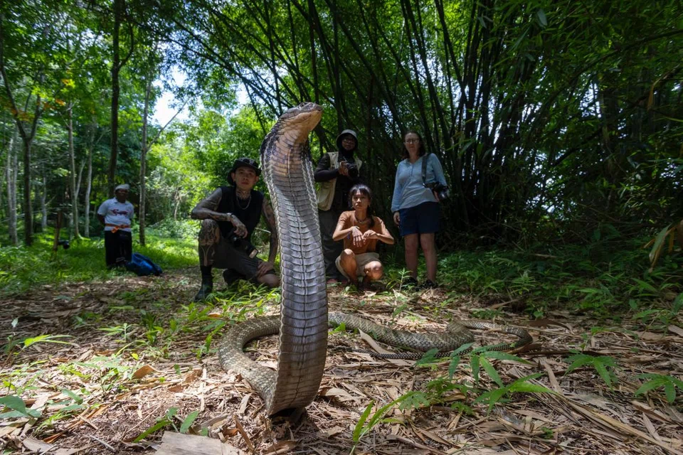 Rombongan yang disertai Cik Julina Khusaini (tiga dari kanan) berpeluang melihat secara dekat salah seekor ular tedung betina dianggap sepanjang 3.5 meter secara dekat. 