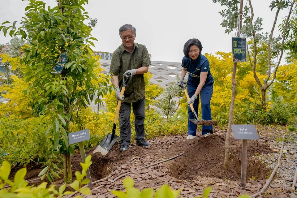 Cik Thien Kwee Eng (kanan) dan Encik Khew Sin Khoon menanam pokok dalam penanaman istiadat di Sentosa pada 19 Jun.