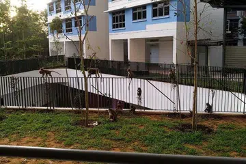 AMBIL TINDAKAN: NParks bekerjasama dengan Kumpulan Kerja Kera, yang merangkumi pihak berkepentingan seperti pakar akademik dan anggota masyarakat alam semula jadi, untuk sama-sama membangunkan dan melaksanakan langkah-langkah pengurusan monyet. - Foto STEVEN CHEE