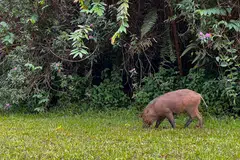 USAH BERI MAKAN: Orang ramai dinasihatkan agar tidak memberi makan kepada hidupan liar apabila berhadapan dengannya.