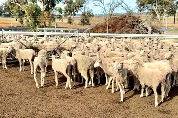SalamSG, Korban, australia
