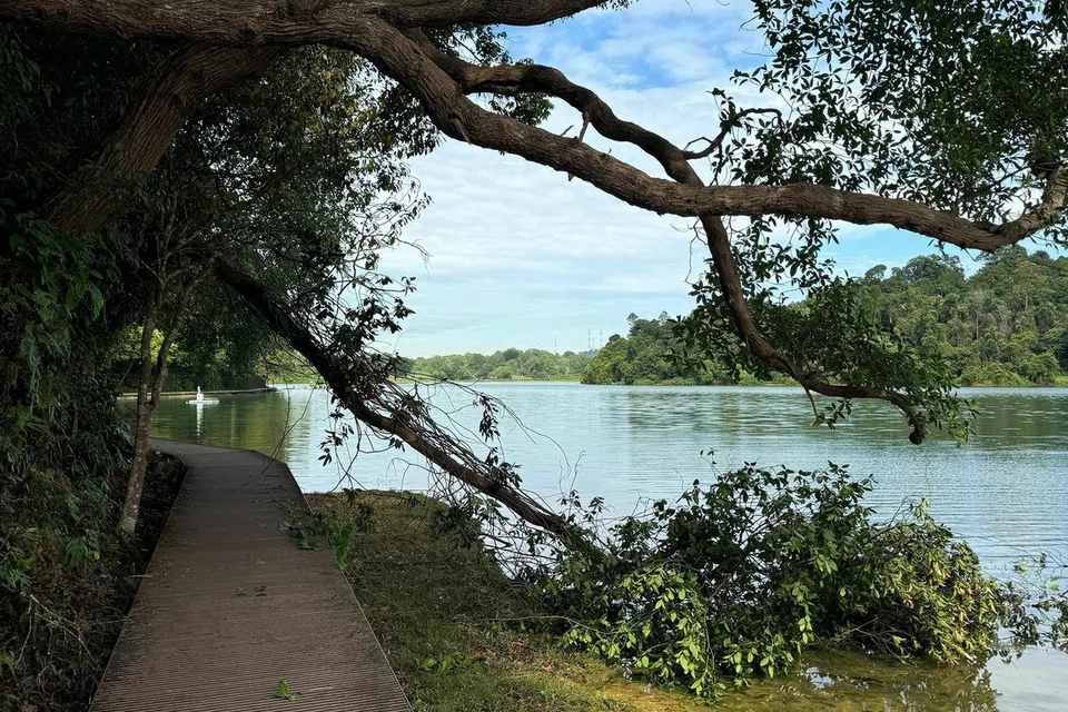 Dahan pokok tumbang ke dalam air di laluan ‘Boardwalk’ Jejak Chemperai di Kolam Air MacRitchie.