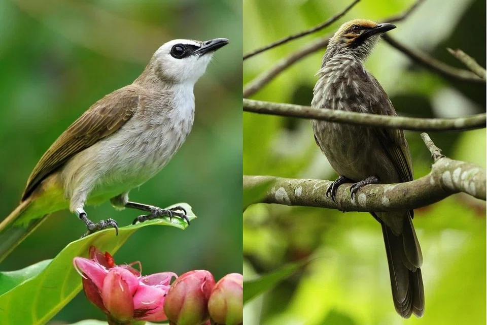 Burung Bulbul Berlohong Kuning (yellow vented) (kiri) dan Burung Bulbul Berkepada Jerami (straw headed) - Foto-foto: WWF-SINGAPURA, MANDAI WILDLIFE GROUP, NPARKS