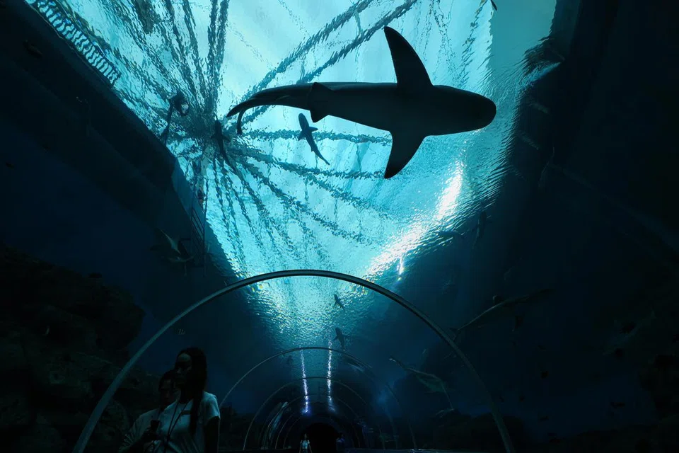 LIHAT SECARA DEKAT: Pengunjung boleh melihat jerung dengan lebih dekat melalui terowong di salah satu zon di Singapore Oceanarium.