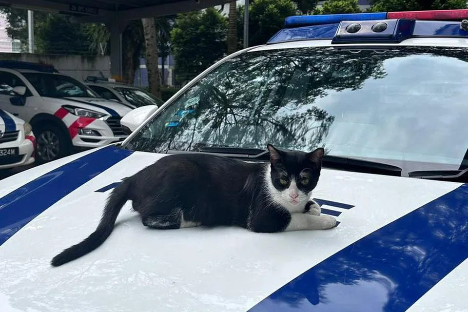 AMBIL ANGIN: Kucing bernama ‘Oreo’ berehat di atas kenderaan polis.