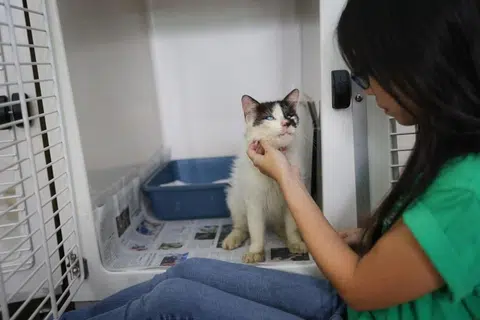 Tinjauan bagi tempat perlindungan awam akan menilai piawaian bagi operasi tempat perlindungan serta penginapan, pengurusan, dan penjagaan kesihatan haiwan.
