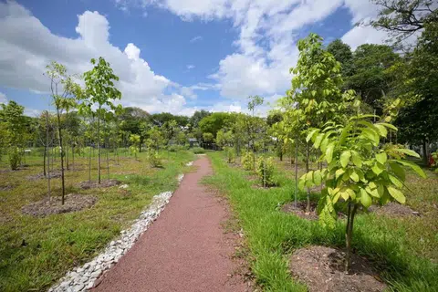 Taman Jurong Oasis yang dibuka pada 9 November 2024, merupakan inisiatif yang dimulakan oleh organisasi akar umbi. Ia mempunyai laluan pejalan kaki yang diperbuat daripada asfalt berpori.