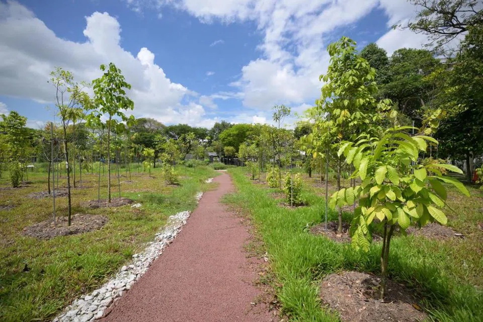 Taman Jurong Oasis yang dibuka pada 9 November 2024, merupakan inisiatif yang dimulakan oleh organisasi akar umbi. Ia mempunyai laluan pejalan kaki yang diperbuat daripada asfalt berpori.