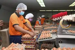 BIAR ADIL: Penentuan harga baru ayam dan telur di pasaran perlu adil buat semua pihak iaitu pengguna, penternak dan pembekal.