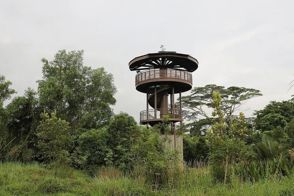 4. MENARA RAPTOR DI PAYA KRANJI. - Foto BH oleh ONG WEE JIN
