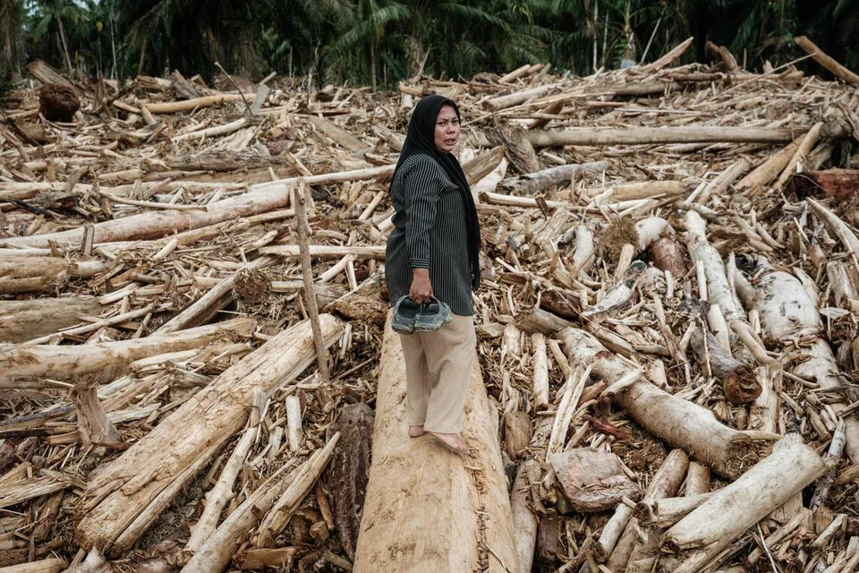 Cik Nurlela Agusfitri, 40 tahun, yang kehilangan ladang kelapa sawit, beberapa ekor lembu dan sebuah kios kecil di rumahnya akibat banjir kilat kira-kira tiga minggu sebelum itu, bergambar di atas pokok yang tumbang ketika dalam perjalanan ke tapak bekas kediamannya di Pengidam, Aceh Tamiang, Sumatera Utara, pada 15 Disember 2025. 