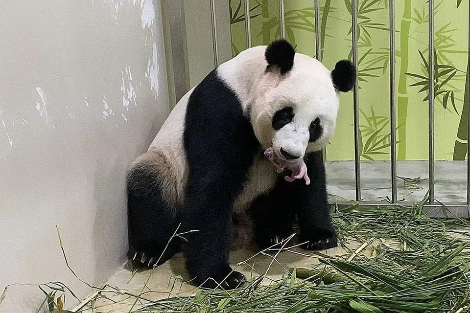 MASA PERERAT HUBUNGAN: Jia Jia dan anaknya sekarang tidak ditampilkan dalam pameran untuk memberi mereka masa bersama. - Foto WRS