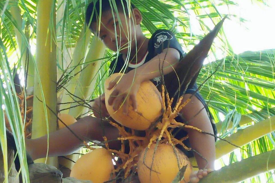 KEHIDUPAN PENDUDUK KAMPUNG: Budak lelaki berusia sekitar 10 tahun ini memanjat dan memetik kelapa buat tetamu dari Singapura melepaskan dahaga. - Foto BH oleh SAINI SALLEH 