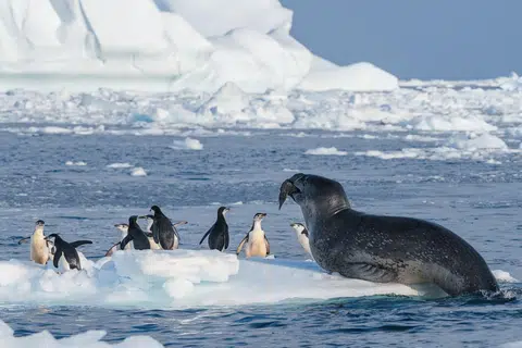 Anjing laut harimau melahap burung penguin jenis ‘chinstrap’ di Antartika.