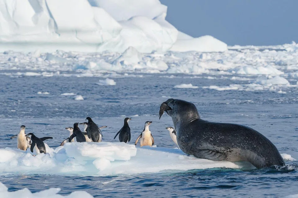 Anjing laut harimau melahap burung penguin jenis ‘chinstrap’ di Antartika.