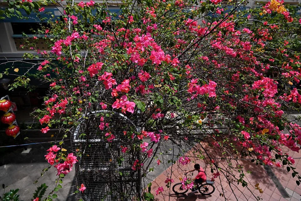 HIASI BANDAR: Bougainville menghiasi gerbang berbingkai keluli (steel-framed arches) di sepanjang laluan pejalan kaki berhampiran Blok 925 Yishun Central. - Foto BH oleh KUA CHEE SIONG