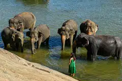 Seorang pengunjung memerhati gajah bermandi-manda dalam sungai di Pinnawala, Sri Lanka, pada 6 Julai 2025. Gambar sekadar hiasan.
