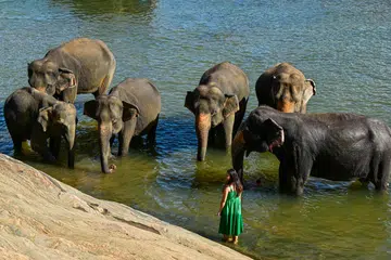 Seorang pengunjung memerhati gajah bermandi-manda dalam sungai di Pinnawala, Sri Lanka, pada 6 Julai 2025. Gambar sekadar hiasan.