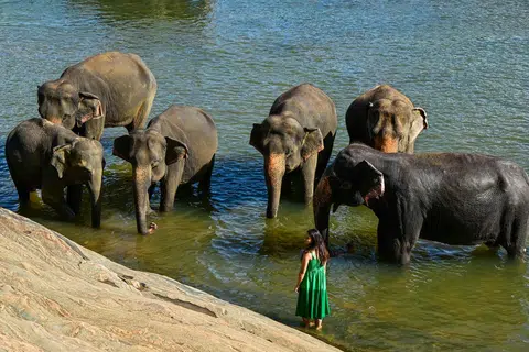 Seorang pengunjung memerhati gajah bermandi-manda dalam sungai di Pinnawala, Sri Lanka, pada 6 Julai 2025. Gambar sekadar hiasan.