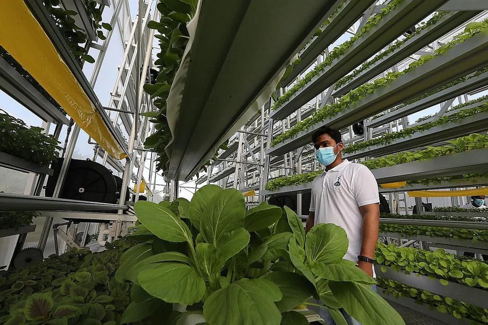 KRITERIA BARU: Di bawah garis panduan yang baru dilancarkan, ladang sayur setempat, seperti ladang bertingkat Sky Greens ini, perlu memenuhi kriteria dari segi pengurusan ladang serta teknik dan amalan untuk mencapai sistem penghasilan yang bersih dan hijau. - Foto ZAOBAO