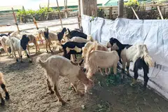 korban perdaus