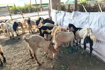 korban perdaus