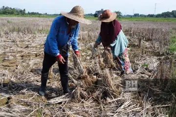 Tiga kawasan bendang di Keluak, Kuau Hulu dan Kuau Hilir, di Bachok, Kelantan, yang membabitkan sawah seluas 350 hektar berdepan masalah air dan padi yang rosak akibat musim kemarau yang berpanjangan. 