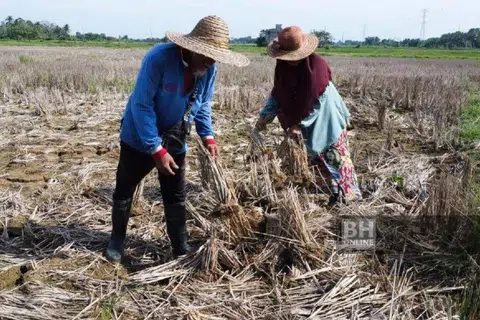 Tiga kawasan bendang di Keluak, Kuau Hulu dan Kuau Hilir, di Bachok, Kelantan, yang membabitkan sawah seluas 350 hektar berdepan masalah air dan padi yang rosak akibat musim kemarau yang berpanjangan. 