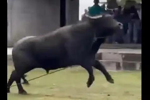 ditanduk kerbau, korban, Aidiladha