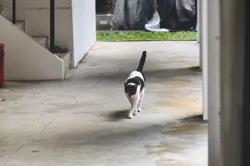 AVS juga akan mempertingkat sokongan pembiayaan bagi kembiri serta memasang mikrocip kepada kucing dalam masyarakat.