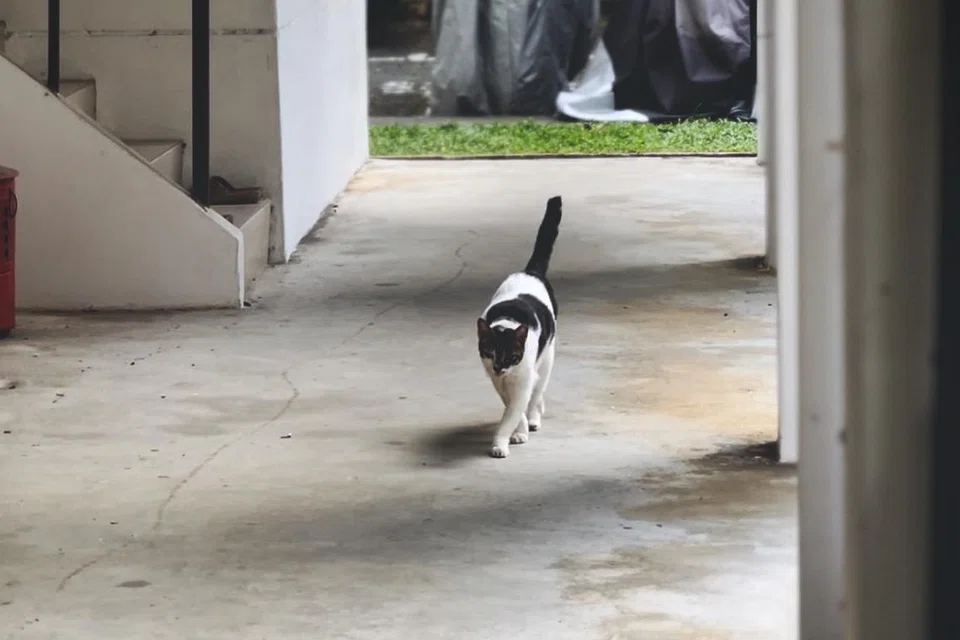 AVS juga akan mempertingkat sokongan pembiayaan bagi kembiri serta memasang mikrocip kepada kucing dalam masyarakat.
