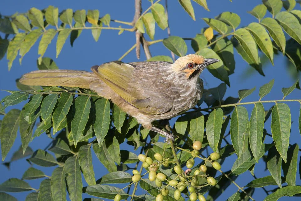 BULBUL MUDA: Bulbul kepala jerami adalah salah satu spesies yang paling sering ditangkap dalam perdagangan burung Asia Tenggara.