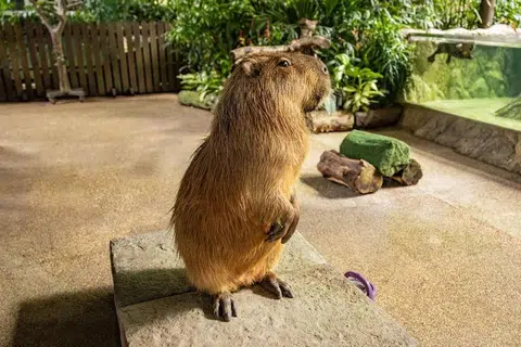 Moe, si capybara, akan memberi jelingan sebelah mata kepada orang yang tidak dikenalinya.
