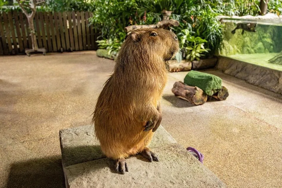 Moe, si capybara, akan memberi jelingan sebelah mata kepada orang yang tidak dikenalinya.