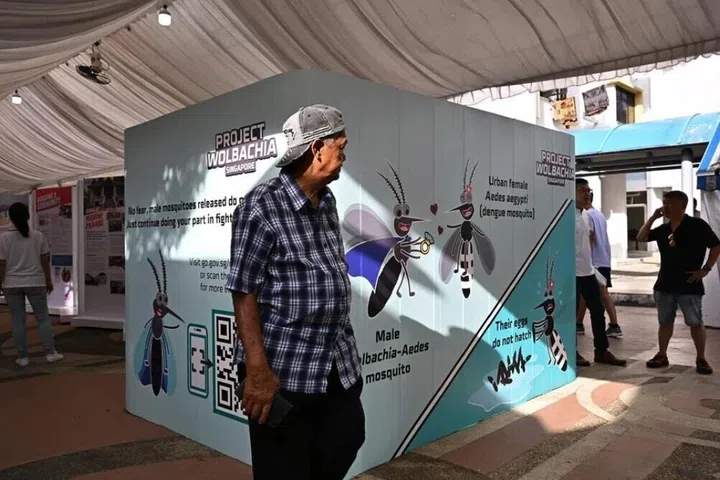 Projek Wolbachia, denggi, singapura 